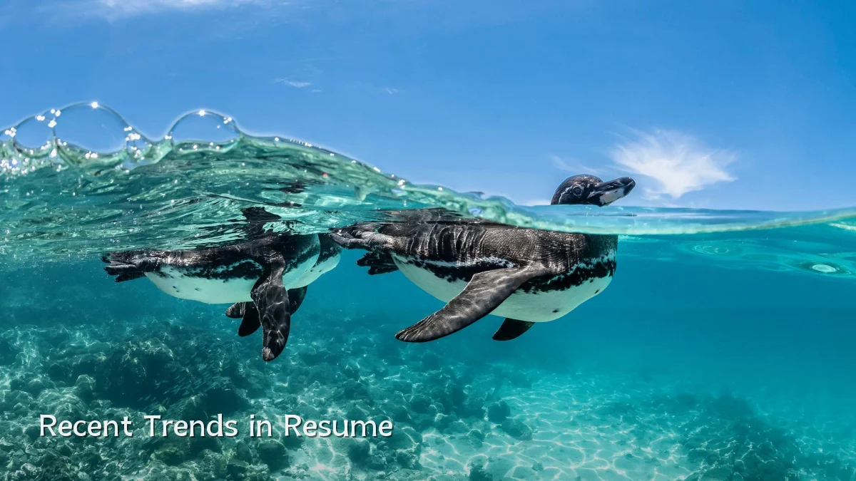 Recent Trends in Resume